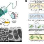 Des bactéries ont reçu des "cyborgs" résistants aux antibiotiques et à l'acidité