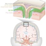 Un „scut” gros de câteva celule protejează creierul de imunitatea „externă”.