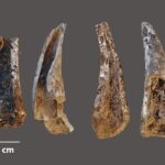 Remains of 'delicacy' meal found in Neanderthal cave