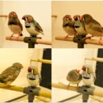 Robot bird "deceived" finches: their communication was shown on video