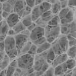Loofah sponge helped scientists purify water quickly and safely