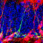 Biologists have activated the growth of new neurons in the adult brain