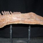 Dinozaurii cu gât anormal de lung trăiau în China