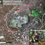 Monkeys create the same stone tools as ancient people