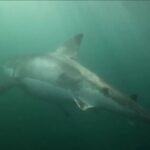 Published photo of a shark that survived after a fight with two killer whales