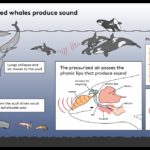 Killer whales hunt with a "low voice". Hear how it sounds