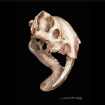 Si è scoperto come una tigre con una strana visione cacciasse 3 milioni di anni fa
