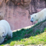 Ours séparés dans l'enfance réunis : le zoo raconte comment tout s'est passé