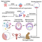 Monkey embryos grown for the first time in a lab from stem cells