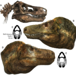 The study showed that tyrannosaurs were different from their "cine" appearance