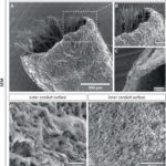 From the cobweb and silkworm threads have developed a material for the restoration of nerves