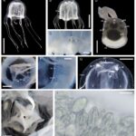 Previously unknown species of box jellyfish found in nature reserve