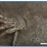 "Cemetery" of severed hands near the ancient Egyptian palace turned out to be war trophies