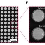 Protein production in living cells was observed in real time